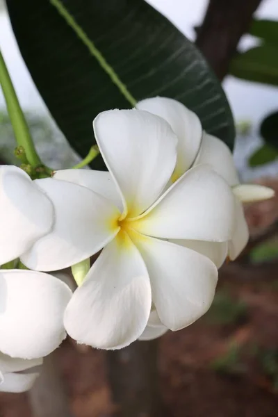 Schöne Weiße Frangipani Blüten Und Grüne Blätter — Stockfoto