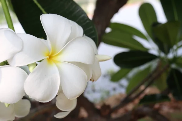 Όμορφη Από Λευκό Frangipani Τροπικά Λουλούδια Και Πράσινα Φύλλα — Φωτογραφία Αρχείου