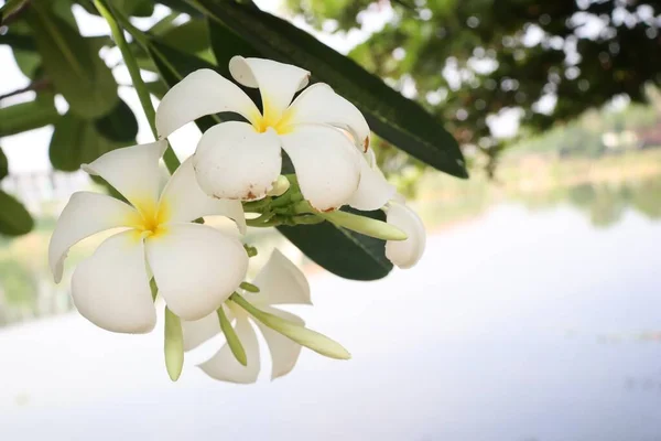 Hermosa Frangipani Blanco Flores Tropicales Hojas Verdes — Foto de Stock