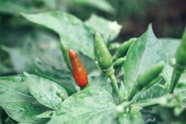 Close up of red chilli plant and green leaves