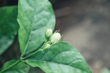 Close up of beautiful blossom white jasmine and green leaves
