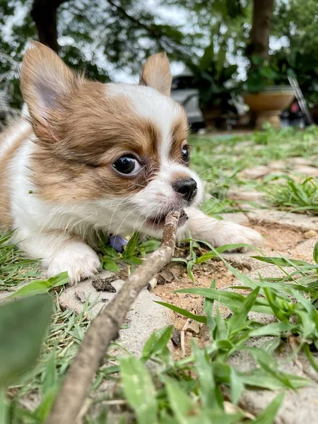 Schattig Van Baby Witte Chihuahua Hond Huisdier Spelen — Stockfoto
