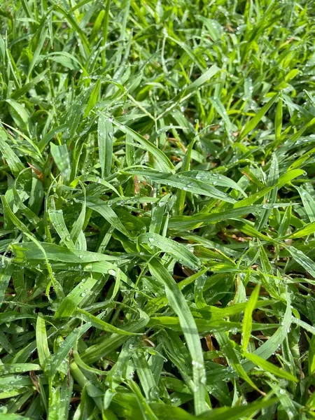 Green Grass Plant Leaves Background Texture Ecology Concept — Fotografia de Stock