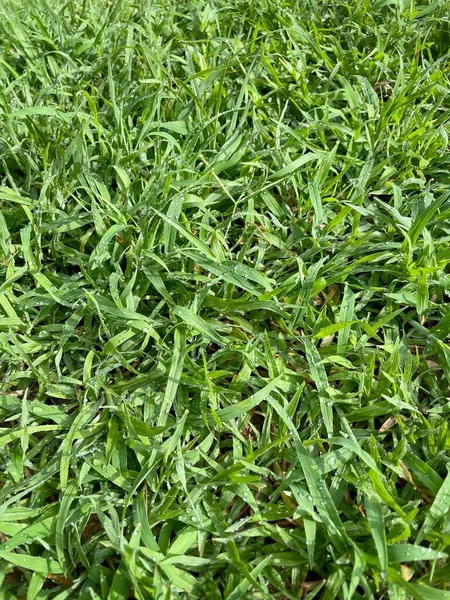 Green Grass Plant Leaves Background Texture Ecology Concept — Stok fotoğraf