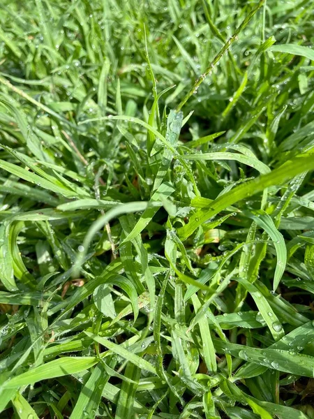 Grünes Gras Hinterlässt Hintergrund Oder Texturökologiekonzept — Stockfoto