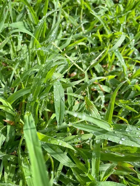 Zielona Trawa Roślin Pozostawia Tło Lub Tekstury Ekologia Koncepcja — Zdjęcie stockowe