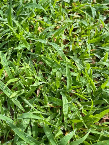 Green Grass Plant Leaves Background Texture Ecology Concept — Stok fotoğraf