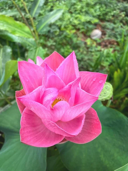 Beautiful Pink Lotus Flowers Green Leaves Nature — Stock Photo, Image