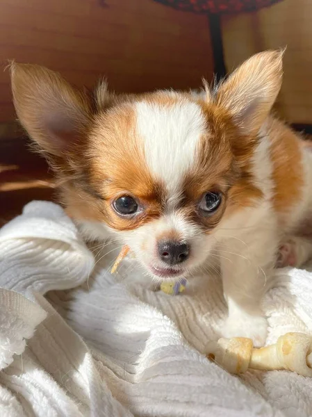 Cute Baby White Chihuahua Dog Pet Animal Playing — Fotografia de Stock