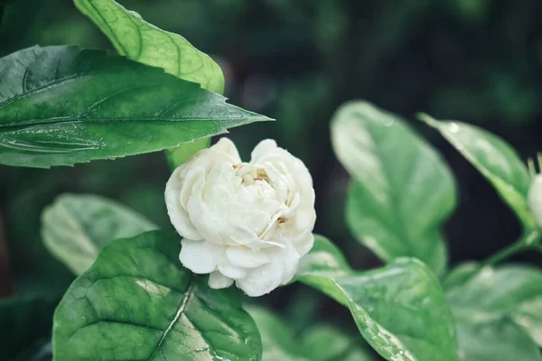 Close Beautiful Blossom White Jasmine Green Leaves —  Fotos de Stock