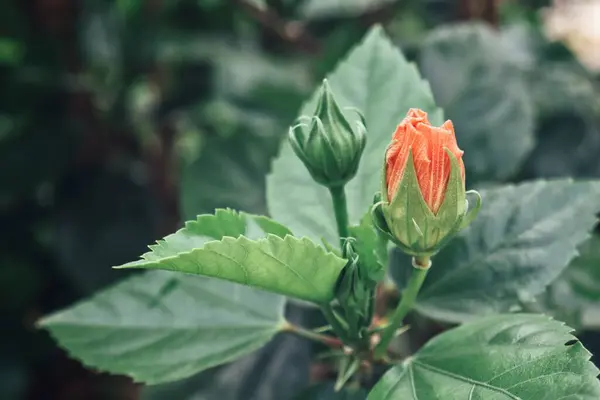 Красивая Гибискуса Оранжевые Тропические Цветы Зеленые Листья — стоковое фото