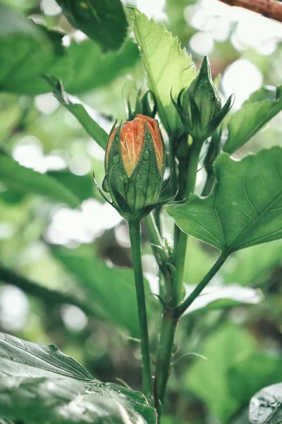 Bella Fiori Tropicali Arancione Ibisco Foglie Verdi — Foto Stock