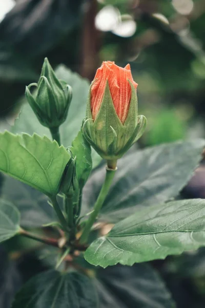 Prachtig Van Hibiscus Oranje Tropische Bloemen Groene Bladeren — Stockfoto