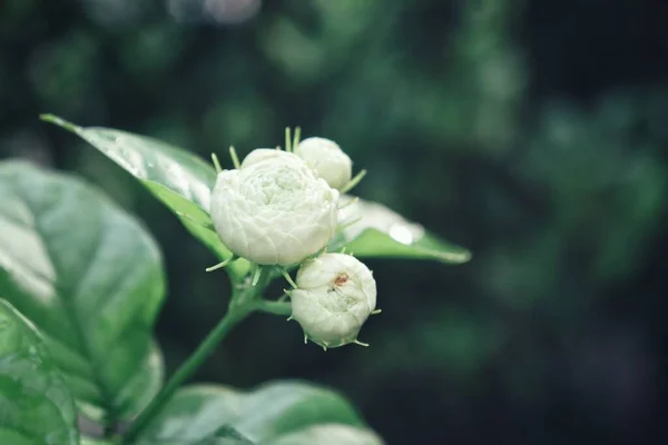 Закрыть Красивым Белым Жасмином Зелеными Листьями — стоковое фото
