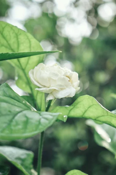 Close Beautiful Blossom White Jasmine Green Leaves — Stock Photo, Image