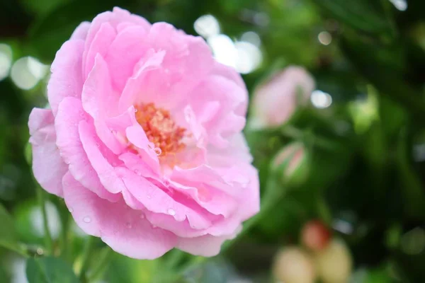 Close Pink Rose Flower Green Leaves — Stok fotoğraf