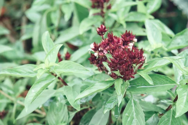 Green Basil Leaves Herbal Medicine Plant Garden — Foto Stock