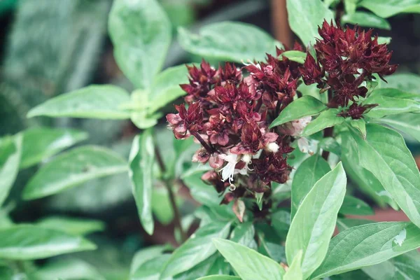 Πράσινα Φύλλα Βασιλικού Φυτικό Φάρμακο Στον Κήπο — Φωτογραφία Αρχείου