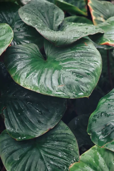 Beautiful Green Tropical Leaves Water Drop Background Texture — Stock Photo, Image