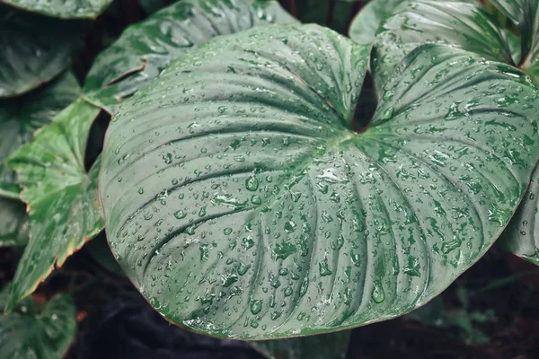 緑の熱帯の葉と水のドロップ背景の質感の美しい — ストック写真