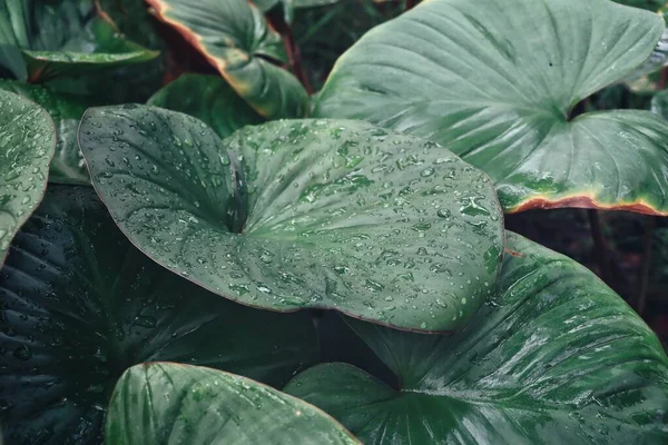 Mooi Van Groene Tropische Bladeren Water Drop Achtergrond Textuur — Stockfoto