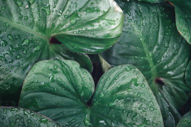 Yeşil tropik yapraklar ve su damlası arkaplan dokusunun güzelliği