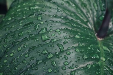 Yeşil tropik yapraklar ve su damlası arkaplan dokusunun güzelliği