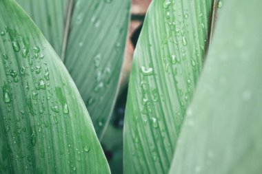 Yeşil tropik yapraklar ve su damlası arkaplan dokusunun güzelliği