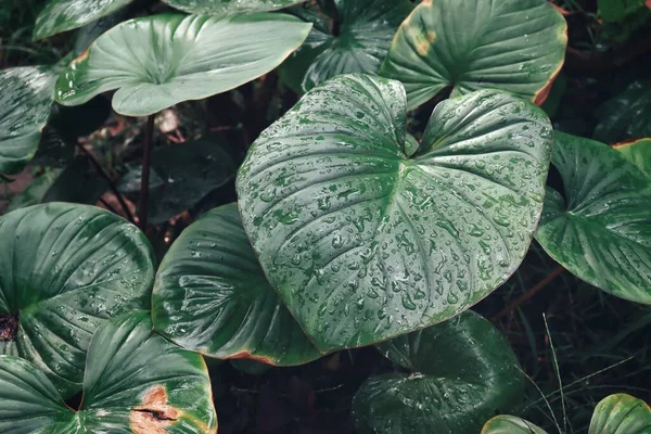 Bella Foglie Tropicali Verdi Texture Fondo Goccia Acqua — Foto Stock