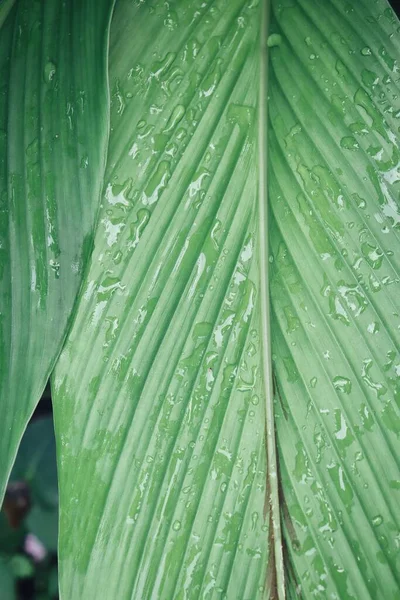 Красива Зелене Тропічне Листя Текстура Тла Краплі Води — стокове фото