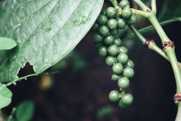 Grüne Pfefferkörner Kräutergewürzpflanze Und Grüne Blätter Garten — Stockfoto