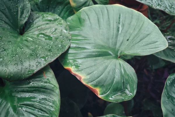 Belle Feuilles Tropicales Vertes Texture Fond Goutte Eau — Photo