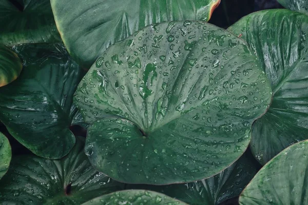 美丽的热带绿叶和水滴背景质感 — 图库照片