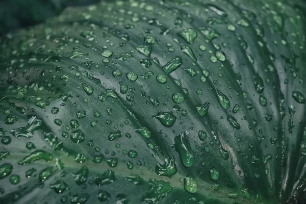 Красива Зелене Тропічне Листя Текстура Тла Краплі Води — стокове фото