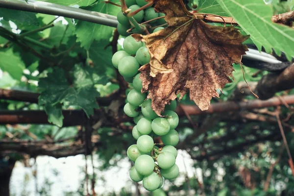 Świeże Zielone Winogrona Liście Drzewie Winnicy — Zdjęcie stockowe