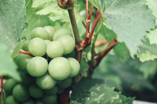 Färska Gröna Druvor Och Blad Träd Vingården — Stockfoto