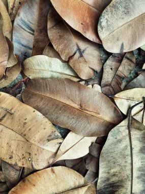 Kahverengi kurumuş yaprakların güzelliği arka plan ya da doku