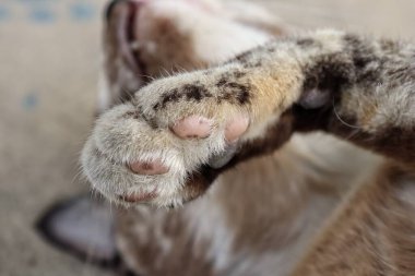 Gri arka plandaki gri kediyi kapat