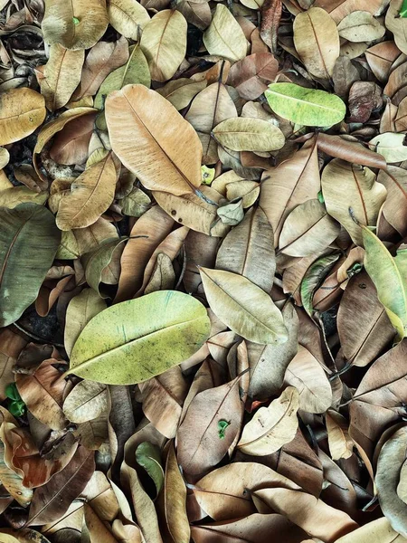 茶色の乾燥した葉の美しい自然背景や質感 — ストック写真