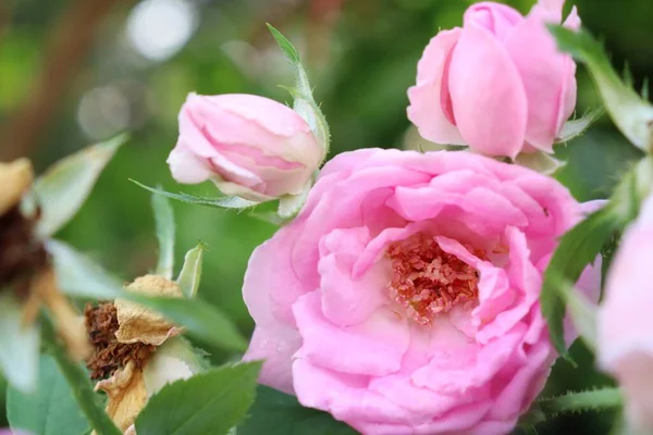 Bello Rosa Rosa Fiori Foglie Verdi Natura — Foto Stock