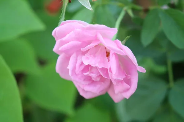 Pembe Gül Çiçekleri Yeşil Yaprakların Güzelliği — Stok fotoğraf