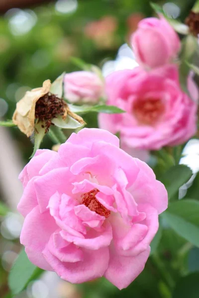 Schöne Rosa Rosenblüten Und Grüne Blätter Natur — Stockfoto