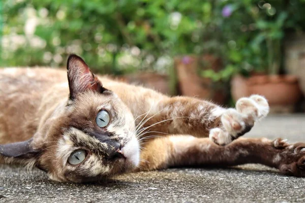 Gri Arka Planda Oynayan Gri Kedinin Güzelliği — Stok fotoğraf