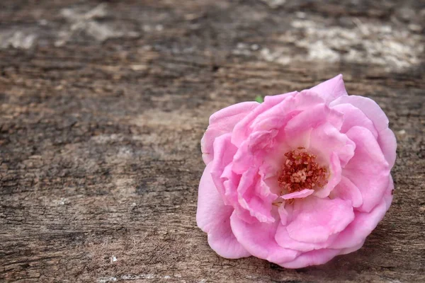 木桌背景上粉色玫瑰花的美丽 — 图库照片