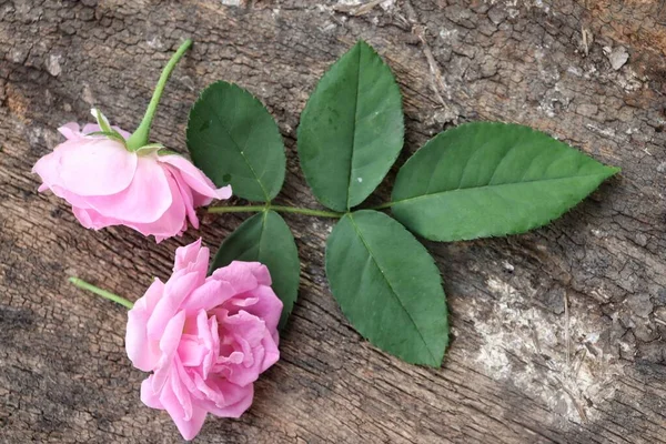 木のテーブルの上にピンクのバラの花の美しい背景 — ストック写真