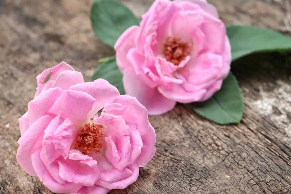 Hermosa Rosa Rosa Flores Sobre Fondo Tabla Madera —  Fotos de Stock