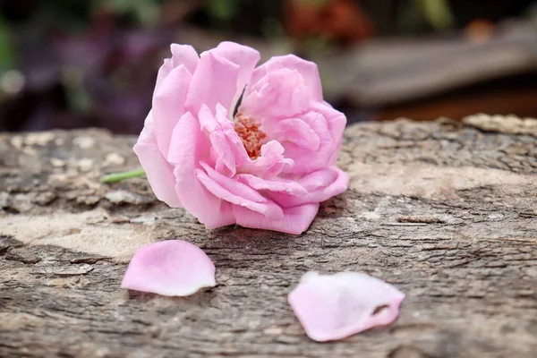 Bella Rosa Rosa Fiori Sfondo Tavolo Legno — Foto Stock