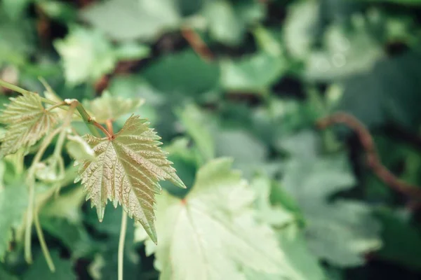 ブドウの美しい緑の熱帯の葉の背景や質感 — ストック写真