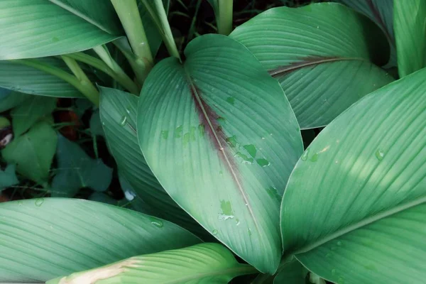 Bello Verde Tropicale Foglie Pianta Sfondo Consistenza — Foto Stock