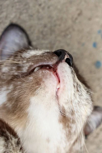 Primer Plano Hermosa Cara Gris Gato Viejo Fondo — Foto de Stock